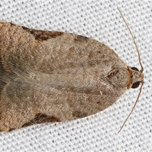 Anisogona similana at Bulli, NSW - 19 Mar 2025 09:36 PM