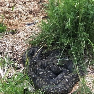 Morelia spilota spilota at Main Creek, NSW - 2 Feb 2023 08:23 AM