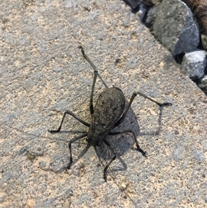 Acripeza reticulata at Main Creek, NSW - 12 Feb 2023 07:37 PM