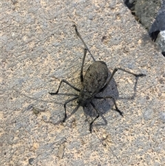 Acripeza reticulata at Main Creek, NSW - 12 Feb 2023 07:37 PM