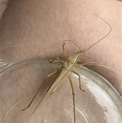 Austrosalomona sp. (genus) at Main Creek, NSW - 10 Dec 2023 08:41 AM