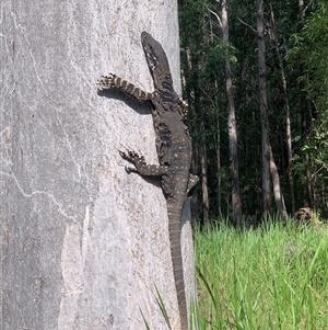 Varanus varius at Main Creek, NSW - suppressed