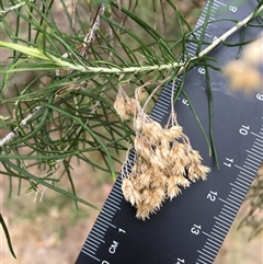 Cassinia laevis subsp. rosmarinifolia at Crowther, NSW - 29 Mar 2025 03:45 PM