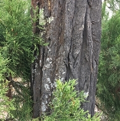 Callitris endlicheri at Crowther, NSW - 29 Mar 2025 03:38 PM