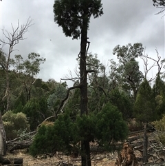 Callitris endlicheri at Crowther, NSW - 29 Mar 2025 03:38 PM