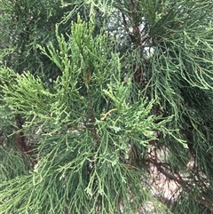 Callitris endlicheri at Crowther, NSW - 29 Mar 2025 03:38 PM