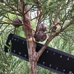 Callitris endlicheri at Crowther, NSW - 29 Mar 2025 03:38 PM