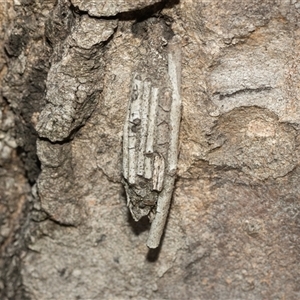 Clania ignobilis at Higgins, ACT - 5 Mar 2025 03:34 PM