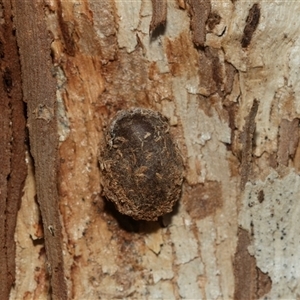 Doratifera (genus) at Higgins, ACT - 5 Mar 2025 03:31 PM