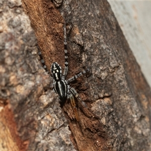 Nyssus coloripes at Higgins, ACT - 5 Mar 2025 02:17 PM