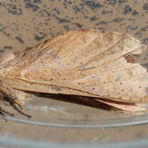 Elhamma australasiae at Hughes, ACT - suppressed