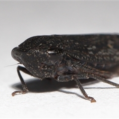 Putoniessa sp. (genus) at Lawson, ACT - 29 Mar 2025 04:24 PM