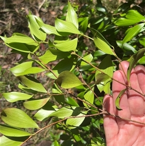 Trochocarpa laurina at Main Creek, NSW - 30 Mar 2025 11:09 AM