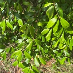 Trochocarpa laurina at Main Creek, NSW - 30 Mar 2025 11:09 AM