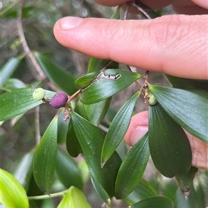 Trochocarpa laurina at Main Creek, NSW - 30 Mar 2025 11:09 AM