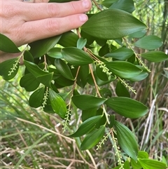 Trochocarpa laurina at Main Creek, NSW - 30 Mar 2025 11:09 AM