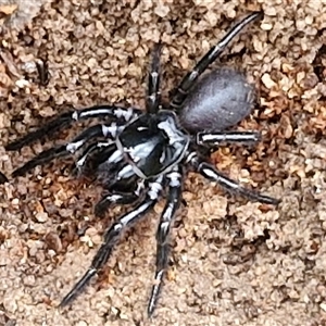 Hadronyche versuta at Goulburn, NSW - 30 Mar 2025 10:49 AM