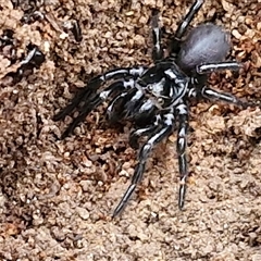 Hadronyche versuta at Goulburn, NSW - 30 Mar 2025 10:49 AM