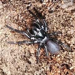 Hadronyche versuta at Goulburn, NSW - 30 Mar 2025 10:49 AM