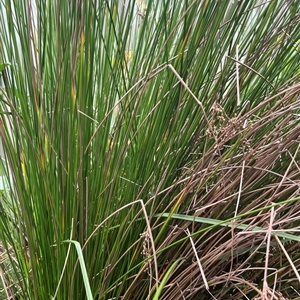 Juncus sp. at Mount George, NSW - suppressed