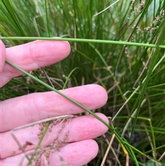 Juncus sp. at Mount George, NSW - suppressed