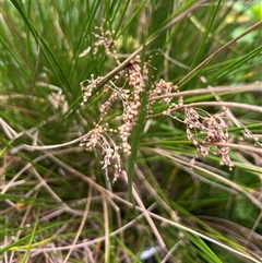 Juncus sp. at Mount George, NSW - suppressed