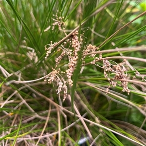 Juncus sp. at Mount George, NSW - suppressed