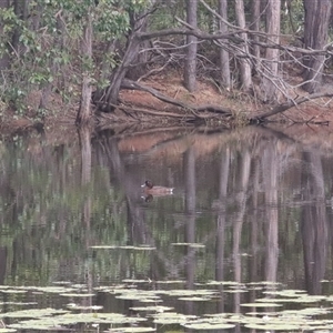 Aythya australis at Branyan, QLD - 23 Mar 2025 09:50 AM