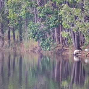 Threskiornis molucca at Branyan, QLD - 23 Mar 2025 09:16 AM