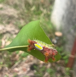 Doratifera vulnerans at Mount George, NSW - suppressed