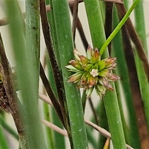 Juncus prismatocarpus at Goulburn, NSW - 30 Mar 2025 10:26 AM