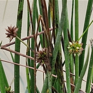 Juncus prismatocarpus at Goulburn, NSW - 30 Mar 2025 10:26 AM