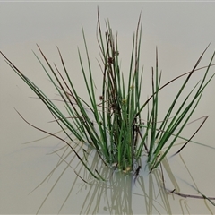 Juncus prismatocarpus at Goulburn, NSW - 30 Mar 2025 10:26 AM