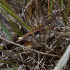 Oedaleus australis at Murrumbateman, NSW - 30 Mar 2025 02:22 PM