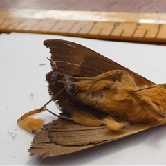 Dasypodia selenophora at Ballyroe, NSW - suppressed