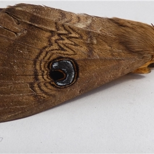 Dasypodia selenophora at Ballyroe, NSW - suppressed