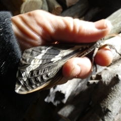 Abantiades atripalpis at Ballyroe, NSW - suppressed