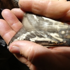 Abantiades atripalpis at Ballyroe, NSW - suppressed