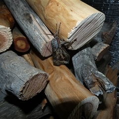 Abantiades atripalpis at Ballyroe, NSW - suppressed