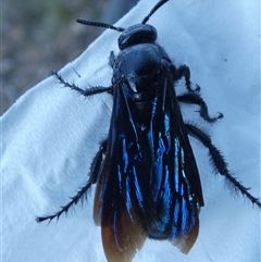 Austroscolia soror at Ballyroe, NSW - suppressed