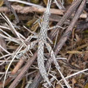 Keyacris scurra at Hall, ACT - 30 Mar 2025 12:33 PM