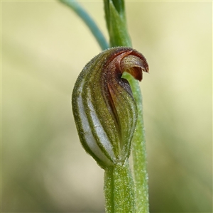 Speculantha furva at Fitzroy Falls, NSW - suppressed