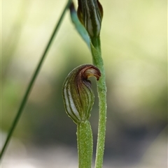 Speculantha furva at Fitzroy Falls, NSW - suppressed
