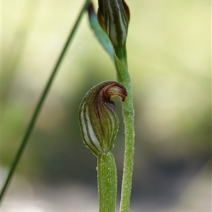 Speculantha furva at Fitzroy Falls, NSW - suppressed