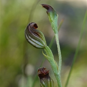 Speculantha furva at Fitzroy Falls, NSW - suppressed