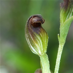 Speculantha furva at Fitzroy Falls, NSW - suppressed