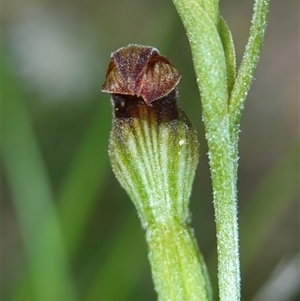 Speculantha furva at Fitzroy Falls, NSW - suppressed