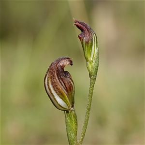 Speculantha furva at Fitzroy Falls, NSW - suppressed