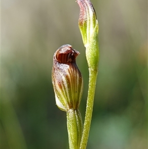 Speculantha furva at Fitzroy Falls, NSW - suppressed