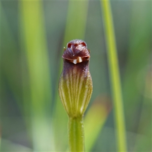 Speculantha furva at Fitzroy Falls, NSW - suppressed